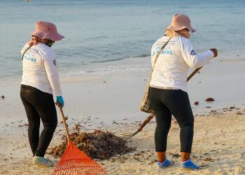 Apoyan proyecto para aprovechamiento del sargazo