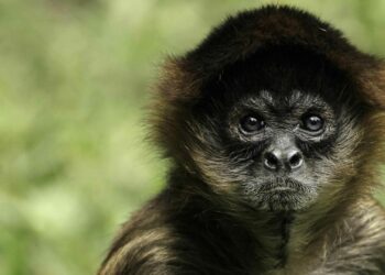 Mono araña llega a las instalaciones del Palacio Municipal nuevo en Playa del Carmen y causa sensación