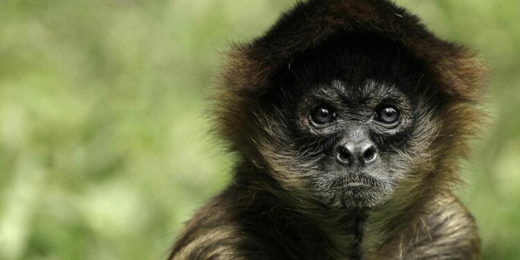 Mono araña llega a las instalaciones del Palacio Municipal nuevo en Playa del Carmen y causa sensación