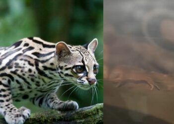 Captan a tigrillo en Puerto Aventuras, especie se encuentra en riesgo de extinción