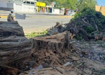 Empresa que taló dos árboles en Playa del Carmen no podrá abrir hasta que cumpla con todas las sanciones