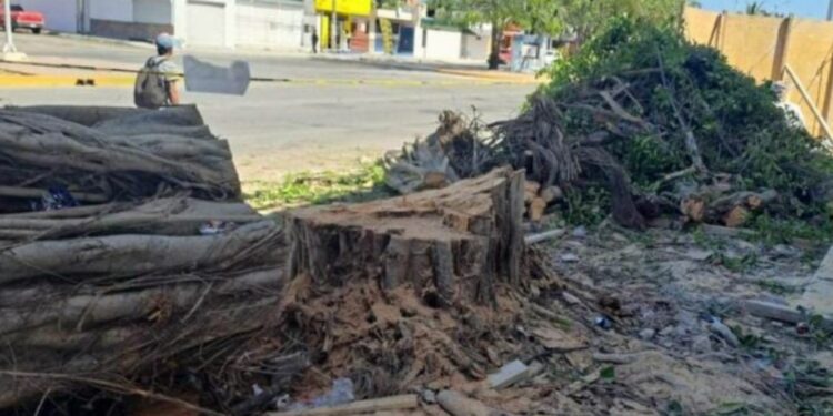 Empresa que taló dos árboles en Playa del Carmen no podrá abrir hasta que cumpla con todas las sanciones