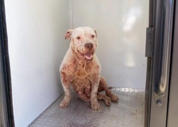 Encabeza Estefanía Mercado operativo de rescate canino en Playa del Carmen