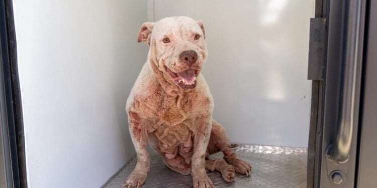 Encabeza Estefanía Mercado operativo de rescate canino en Playa del Carmen