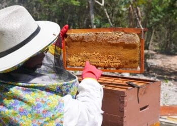 Impulsa gobierno de Playa del Carmen el rescate apícola y la diversificación económica del municipio