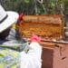 Impulsa gobierno de Playa del Carmen el rescate apícola y la diversificación económica del municipio