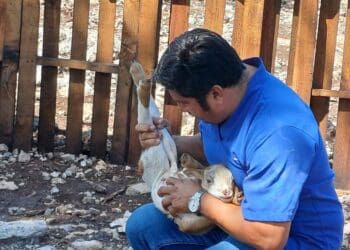 Gobierno de Estefanía Mercado lleva el programa “Veterinario en tu Rancho” a comunidades rurales