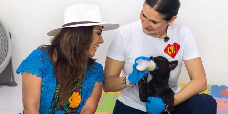 Supervisan Mara Lezama y Estefanía Mercado estado de felinos rescatados de Animalandia